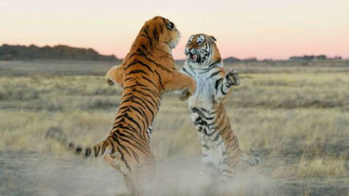 Амур жолбарыстары Ресейден Қазақстанға жеткізіледі