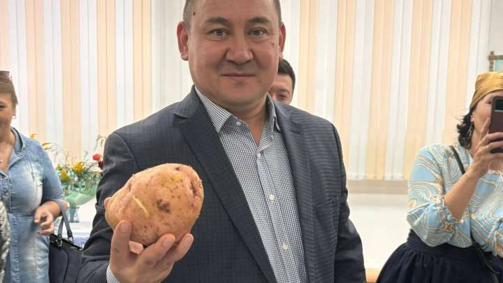 Ең үлкен картоп. Бағбандар арасында байқау өтті