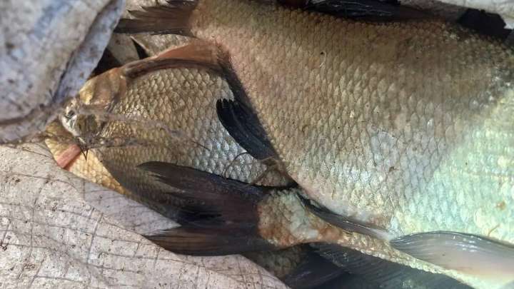 15 тоннадан астам заңсыз ауланған балық тәркіленді