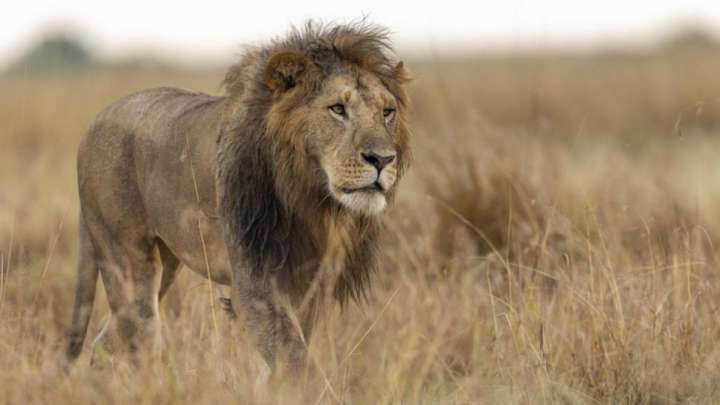 Түркістан тұрғыны арыстан асыраған