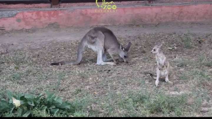 Шымкент зообағы тағы бір кенгурумен толықты