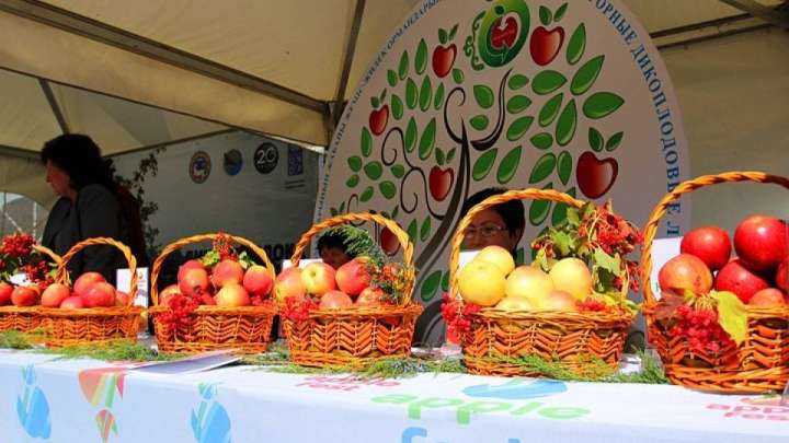 Алматыда Apple Fest-те 127 тонна алма сатылымға шығарылады