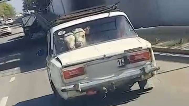 Жигулиіне сиырларды тиеп алған адам ұсталды