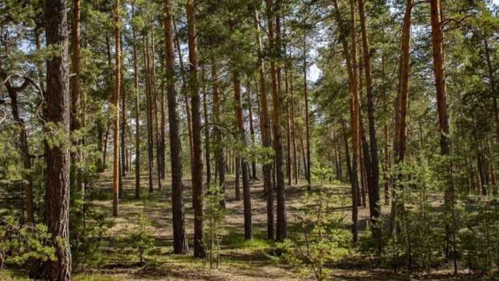 Семейде орман ағаштары жымқырылған