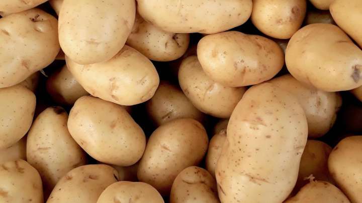 Ресейден заңсыз кіргізілмек болған 171 тонна картоп кері қайтарылды