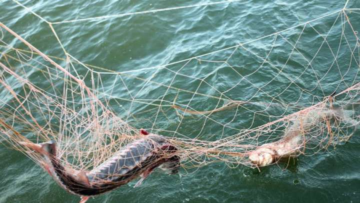 Бурабай ұлттық паркінде елордалық броконьерлер ұсталды