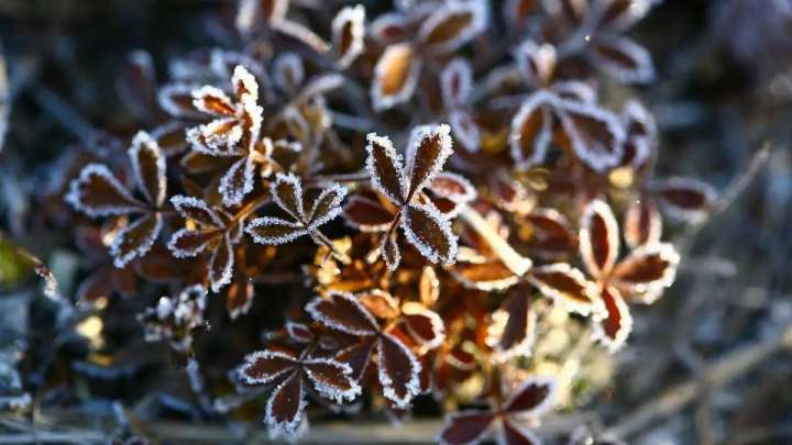 Тұман, үсік, жел. Синоптиктер ескерту жасады