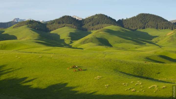 Алматы мен Қарағанды облыстарында жер телімдері мемлекетке қайтарылды