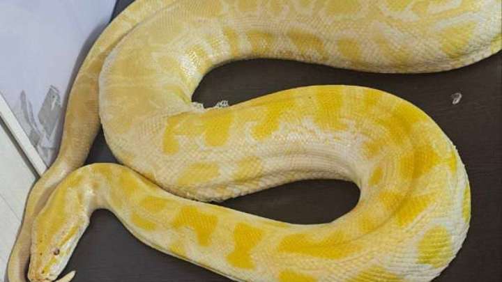 Үш метрлік питонды Қазақстаннан Өзбекстанға алып өтпек болған