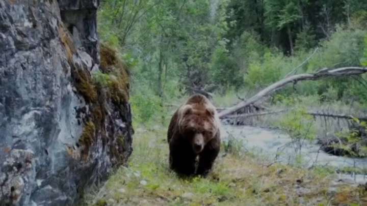 Жоңғар Алатауында қызыл кітапқа енген ерекше аю көрінді
