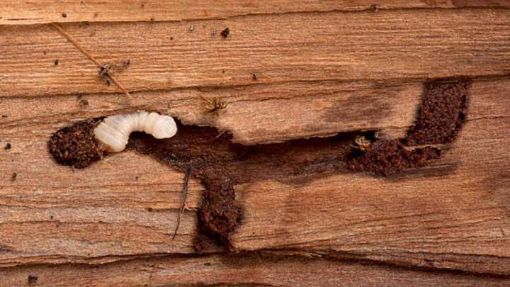 Шекарадан 70 тоннаға жуық күріш кері қайтарылды