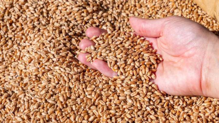 Қазақстан бидайы Қытайға экспортталады