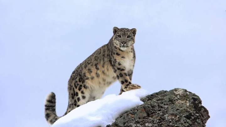 Фототұзаққа үш барыс қатар ілікті