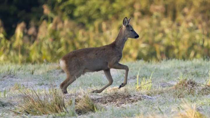 Ұлттық паркте екі елікті атып алған: Броконьерлер ұсталды