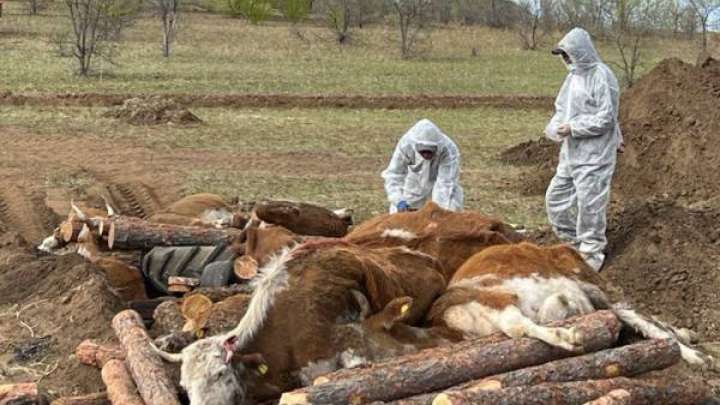 БҚО-да бруцеллез жұқтырған 5 мыңнан астам мал басының көзі жойылған