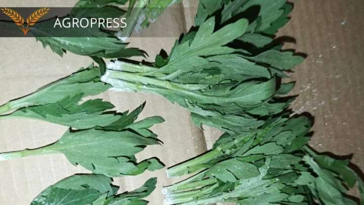 Ақ тот жұқтырған 160 мың хризантема Нидерландыға қайтарылды