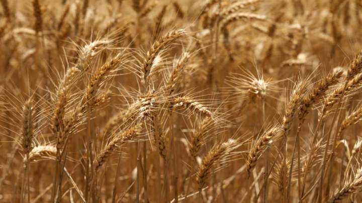 Әлемдік нарықта арпа-бидай бағасы өсіп келеді
