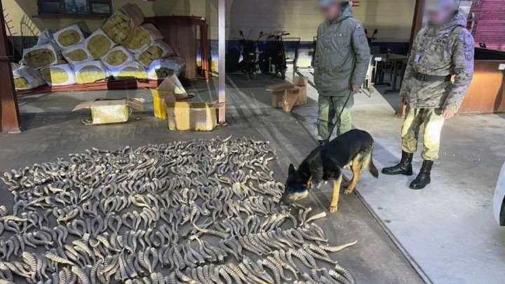 «Қорғаста» мыңға жуық киік мүйізін өткізбек болған