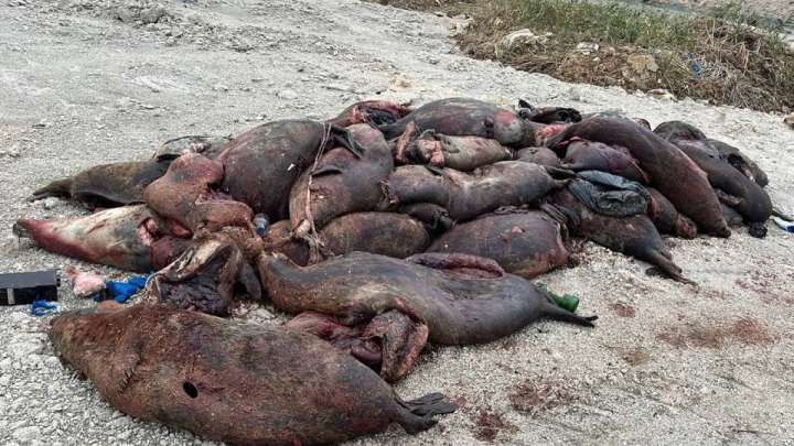 Маңғыстаудағы итбалықтың қырылуының себебі белгілі болды