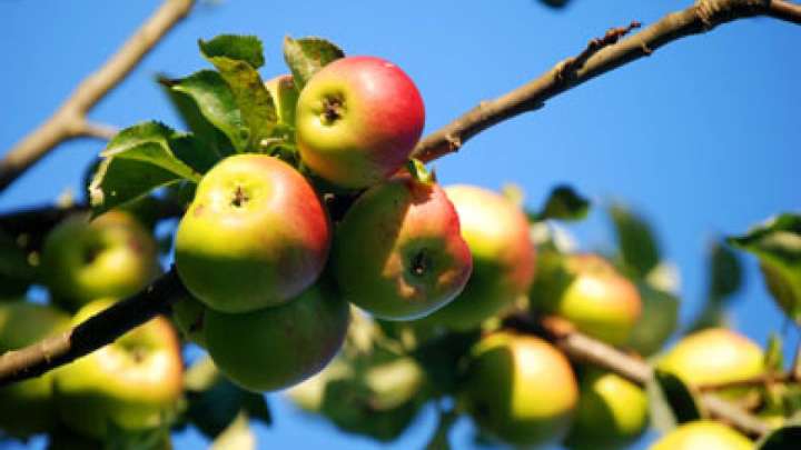 Алматының алма бақтары мемлекет меншігіне қайтарыла ма?