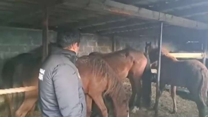 Қарағандылық полицейлер ұрланған жылқылардың үстінен түсті (ВИДЕО)