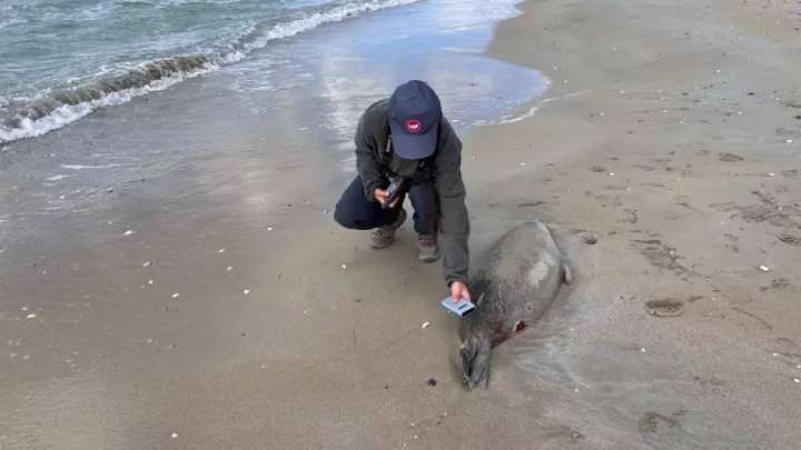 Маңғыстаудағы итбалықтың қырылу себебі анықталды