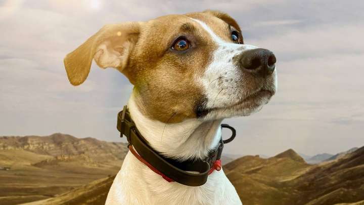 «Жүр, тамағыңды же, ырбимай». Желіде тек қазақша түсінетін ит көрерменін таң қалдырды