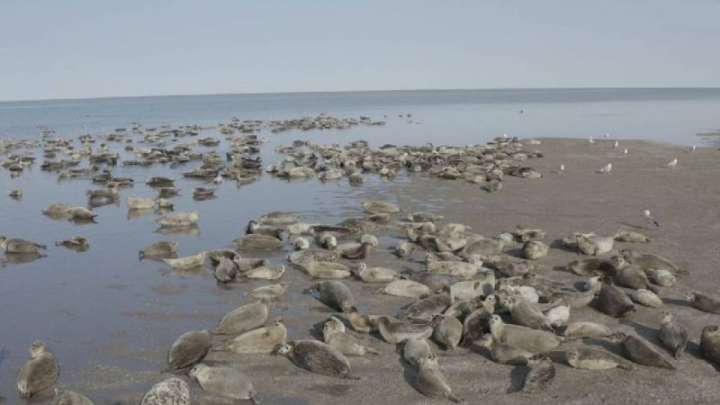 Каспий теңізінде мыңға тарта итбалық қырылып қалған
