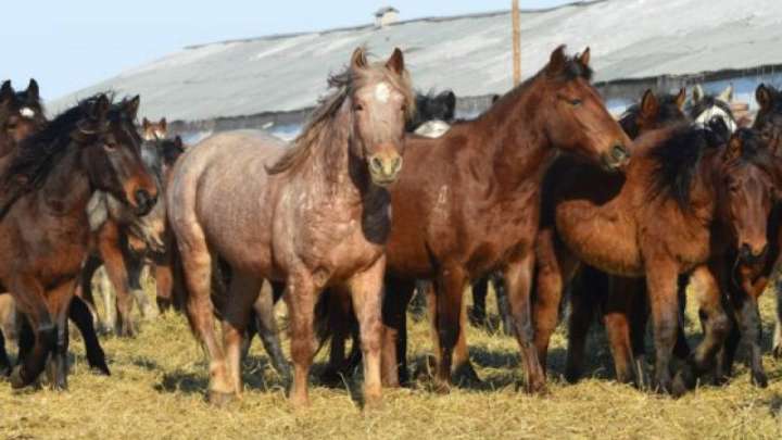 Қазақстанда жылқы шаруашылығы институты құрылады