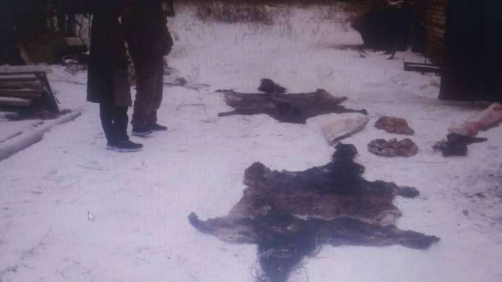 Павлодарда жайылымнан жылқы ұрлағандар ұсталды