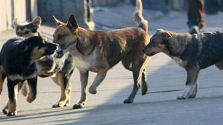 Биыл он айда 44 мың адамды ит қапқан