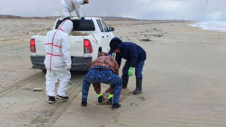 Каспий итбалықтарының шығыны 1,5 млрд теңгені құрауы мүмкін