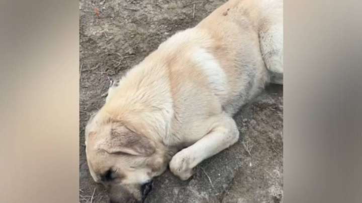 «Пішөн»: Атырауда иттің өліміне қатысты тексеріс жүргізіліп жатыр