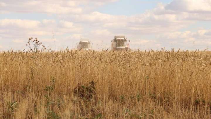 Қазақстан дәнді-дақыл экспортының көлемін ұлғайтты