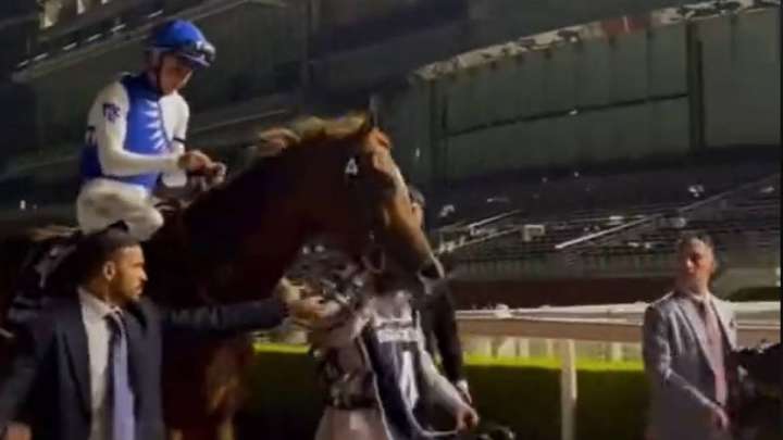 Қазақстандық тұлпар Дубайдағы жарыста бірінші келді