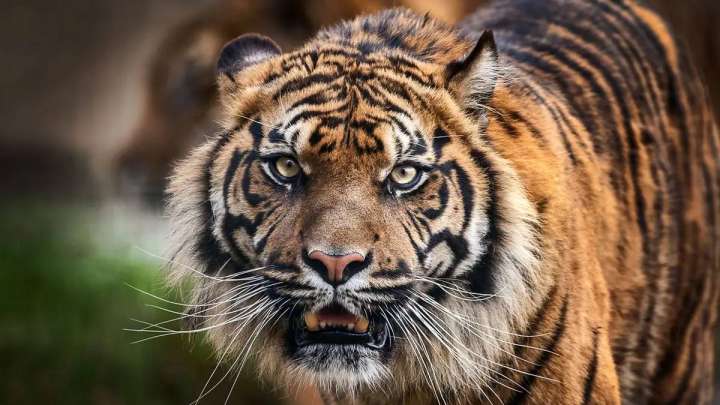 Қазақстан Ресейден 4 жолбарыс әкелетін болды