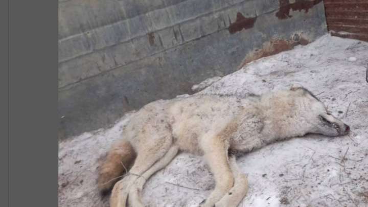 Атырау облысында малшыға қасқыр шапты