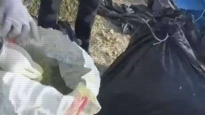 Шуда 100 келі марихуана табылды