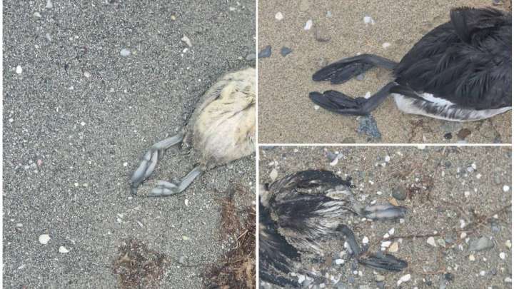 Ақтаудағы қымбат қонақүй маңында ондаған өлі құс табылды