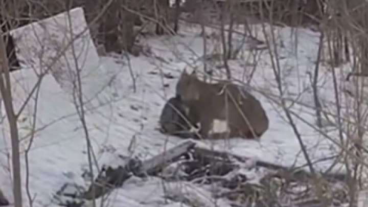 Шығыс Қазақстан ауылдарына сілеусін шабуылдады