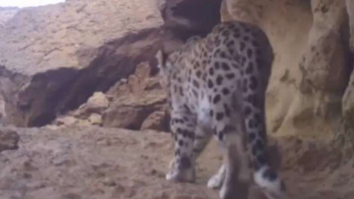 Үстіртте Орталық Азия барысы қайта бой көрсетті