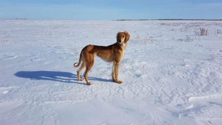 «Қазақ тазысына» арнайы патент берілді