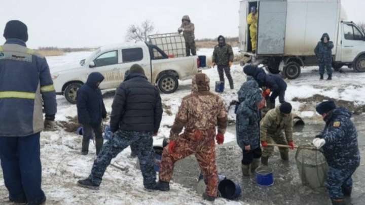 Атырау облысында 3 млн-нан аса шабақ құтқарылды