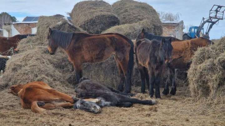 Қарағанды облысында лимфангит дертінен 300 жылқы қырылған