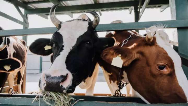 Шетелден 10 млрд теңгеге ұрық аламыз - депутат