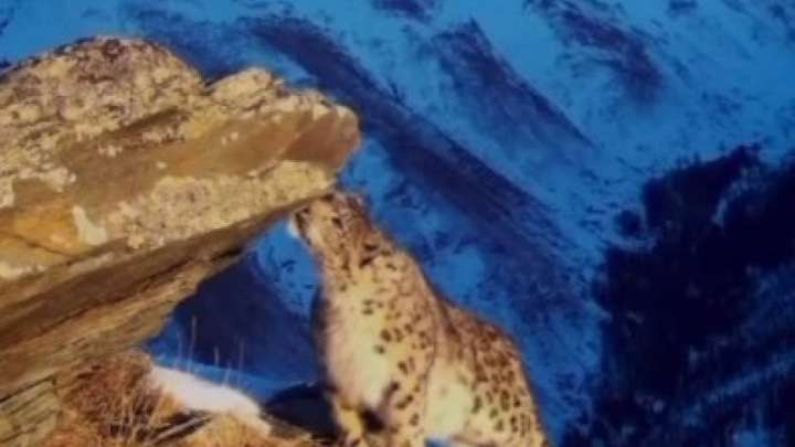 Катонқарағайда сирек кездесетін қар барысы фототұзаққа түсті