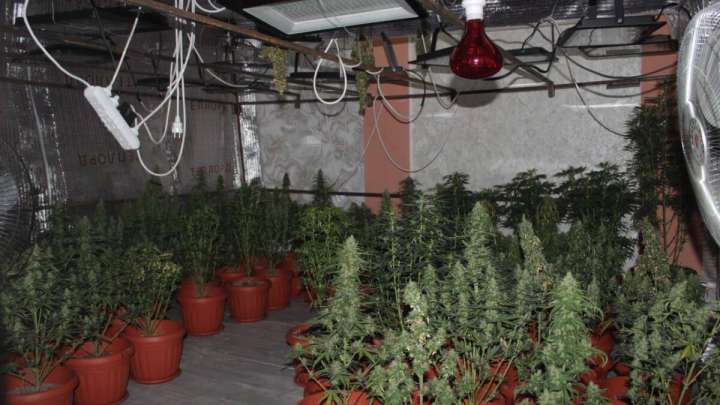 Қызылордада полиция есірткі фитозертханасын жапты