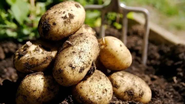 Өзбекстанмен шекарада мыңдаған тонна картоп шіріп кетті