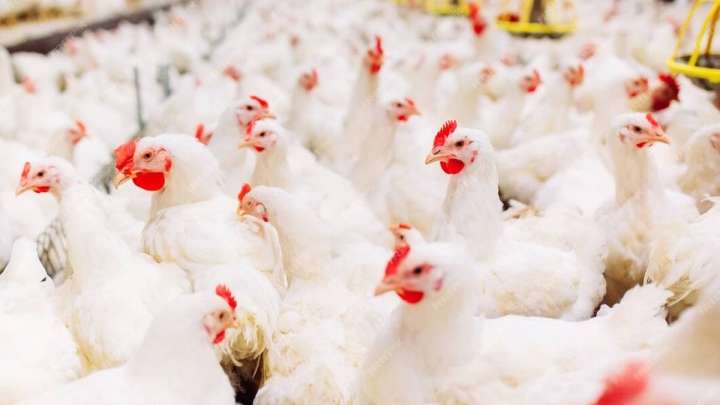 Отандық құс етінен бактерия шығуына түсініктеме берілді