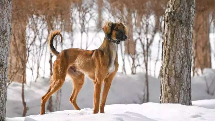 Енді мерекелер тізіміне тазы мен төбет күні қосылмақ